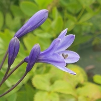 Agapanthus  'Black Buddhist'